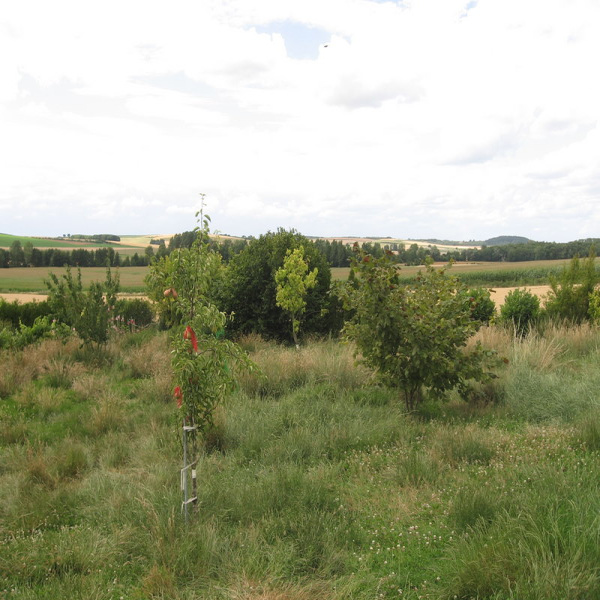 Offres de vente Terrain Inaumont 08300